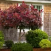 Fast Growing Trees Royal Purple Smoke Tree