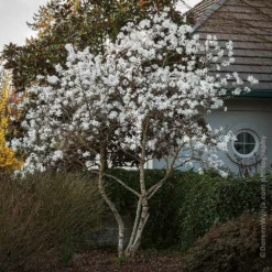 Fast Growing Trees Royal Star Magnolia Tree Magnolia Trees