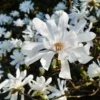 Fast Growing Trees Royal Star Magnolia Tree Magnolia Trees