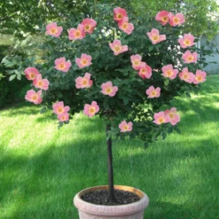 Fast Growing Trees See All Flowering Trees Rainbow Knock Out® Rose Tree