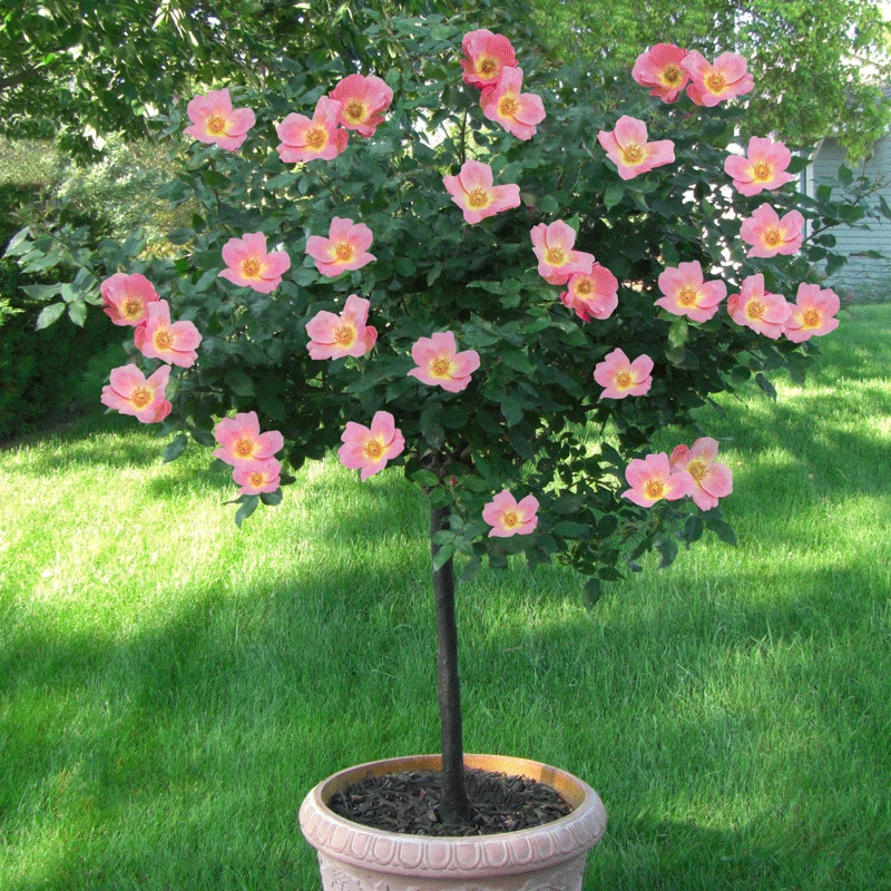 Fast Growing Trees See All Flowering Trees Rainbow Knock Out® Rose Tree 4 Fast Growing Trees See All Flowering Trees Rainbow Knock Out® Rose Tree
