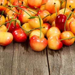 Fast Growing Trees Rainier Cherry Tree