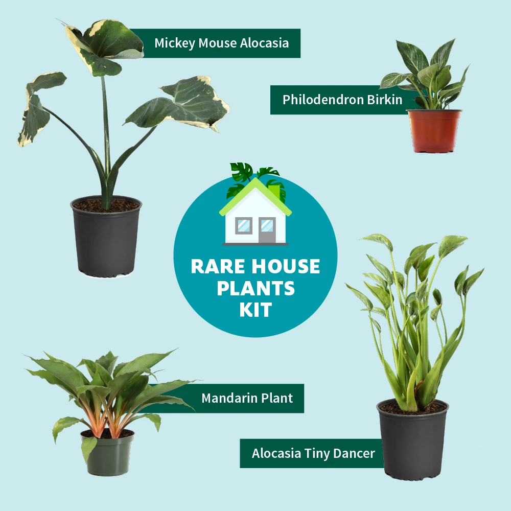 Fast Growing Trees Rare House Plant Kit 5 Fast Growing Trees Rare House Plant Kit