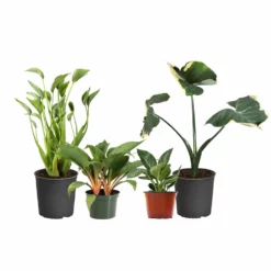 Fast Growing Trees Rare House Plant Kit