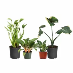 Fast Growing Trees Rare House Plant Kit