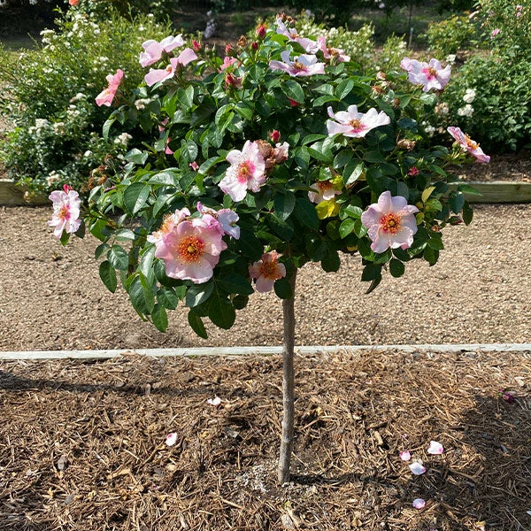 Fast Growing Trees Rose Trees Raspberry Kiss™ Rose Tree 3 Fast Growing Trees Rose Trees Raspberry Kiss™ Rose Tree