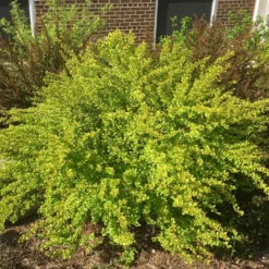 Fast Growing Trees See All Flowering Trees Raspberry Lemonade™ Ninebark