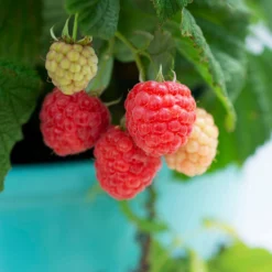 Fast Growing Trees Bushel And Berry® Raspberry Shortcake® Bush