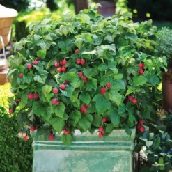 Fast Growing Trees Bushel And Berry® Raspberry Shortcake® Bush