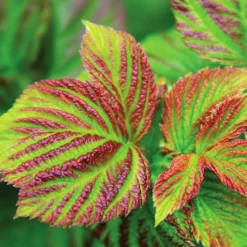 Fast Growing Trees Bushel And Berry® Raspberry Shortcake® Bush