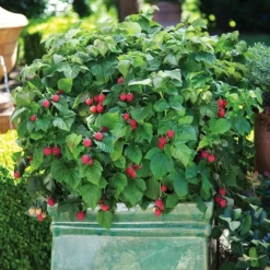 Fast Growing Trees Bushel And Berry® Raspberry Shortcake® Bush