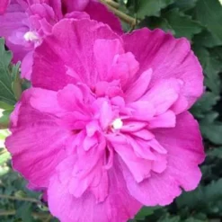 Fast Growing Trees Raspberry Smoothie™ Rose Of Sharon Althea