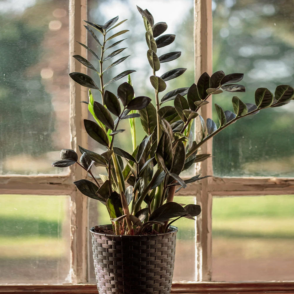 Fast Growing Trees Low Light House Plants Raven ZZ Plant 5 Fast Growing Trees Low Light House Plants Raven ZZ Plant