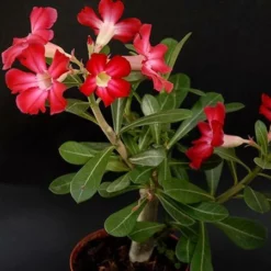 Fast Growing Trees Desert Rose 'Adenium' See All Flowering Trees