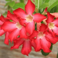 Fast Growing Trees Desert Rose 'Adenium' See All Flowering Trees