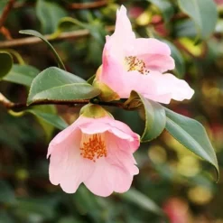 Fast Growing Trees Red Leaf Tea Plant