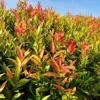 Fast Growing Trees Red Leaf Tea Plant