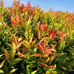 Fast Growing Trees Red Leaf Tea Plant