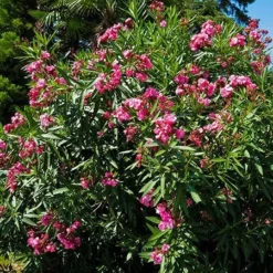 Fast Growing Trees Red Oleander See All Shrubs & Hedges 8 Fast Growing Trees Red Oleander See All Shrubs & Hedges