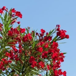 Fast Growing Trees Red Oleander See All Shrubs & Hedges 9 Fast Growing Trees Red Oleander See All Shrubs & Hedges