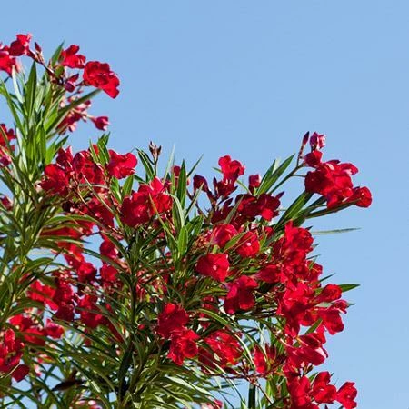 Fast Growing Trees Red Oleander See All Shrubs & Hedges 6 Fast Growing Trees Red Oleander See All Shrubs & Hedges