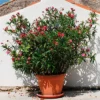 Fast Growing Trees Red Oleander See All Shrubs & Hedges