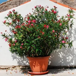 Fast Growing Trees Red Oleander See All Shrubs & Hedges