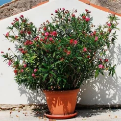 Fast Growing Trees Red Oleander See All Shrubs & Hedges 7 Fast Growing Trees Red Oleander See All Shrubs & Hedges