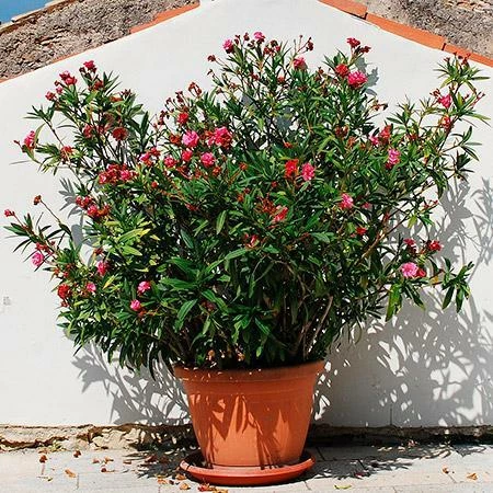 Fast Growing Trees Red Oleander See All Shrubs & Hedges 4 Fast Growing Trees Red Oleander See All Shrubs & Hedges