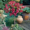 Fast Growing Trees Red Prince Weigela Tree See All Flowering Trees