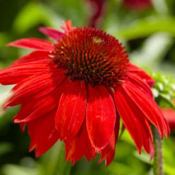 Fast Growing Trees See All Shrubs & Hedges Sombrero® Salsa Red Coneflower 10 Fast Growing Trees See All Shrubs & Hedges Sombrero® Salsa Red Coneflower