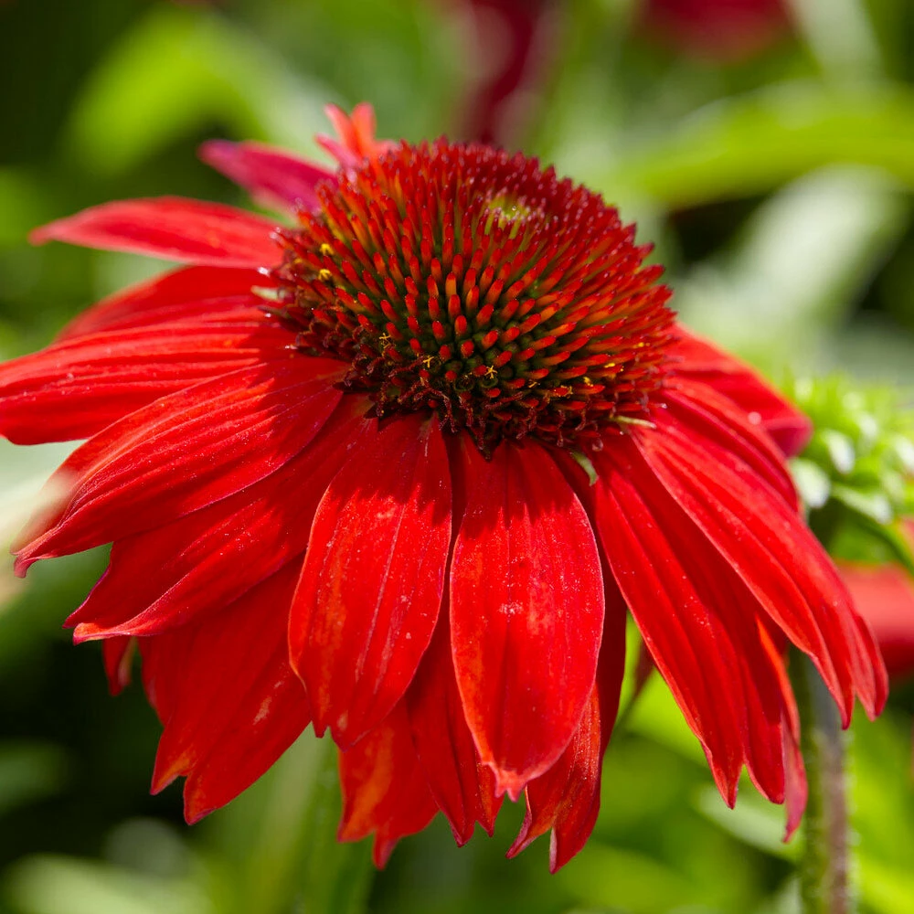 Fast Growing Trees See All Shrubs & Hedges Sombrero® Salsa Red Coneflower 6 Fast Growing Trees See All Shrubs & Hedges Sombrero® Salsa Red Coneflower