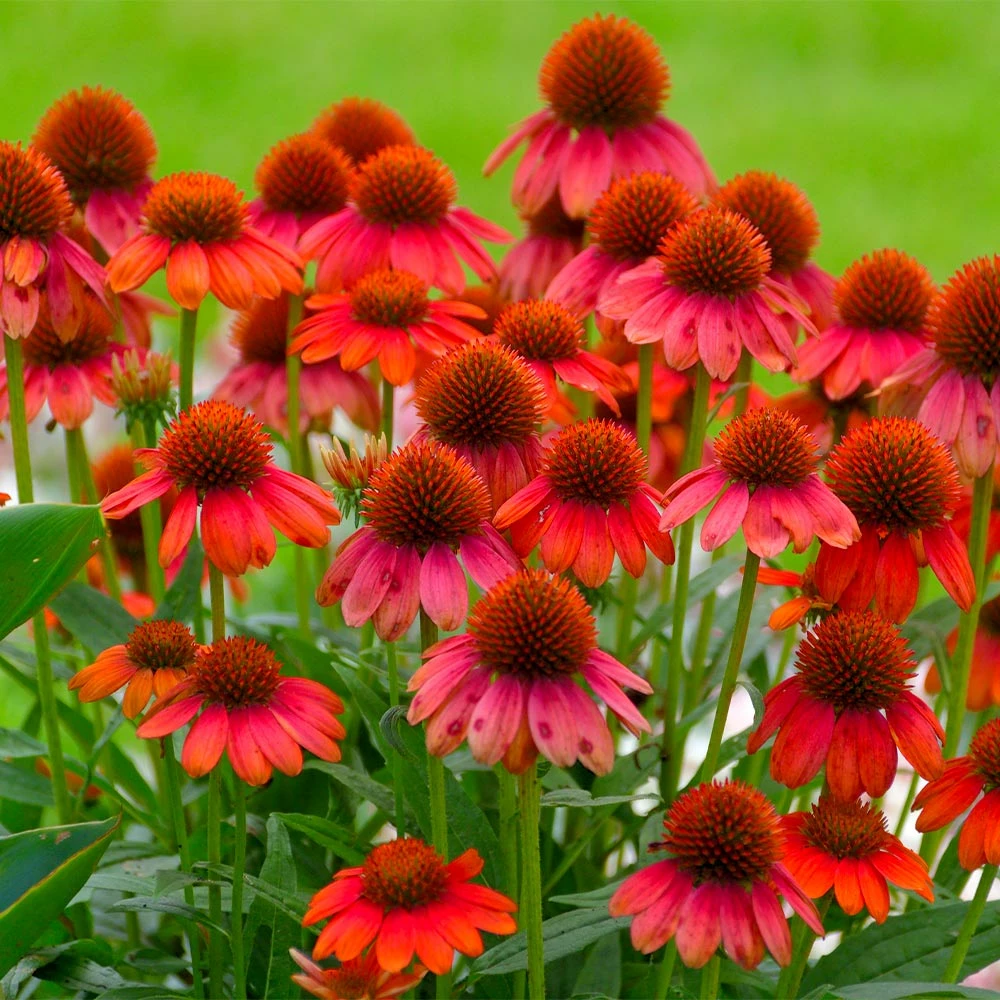 Fast Growing Trees See All Shrubs & Hedges Sombrero® Salsa Red Coneflower 4 Fast Growing Trees See All Shrubs & Hedges Sombrero® Salsa Red Coneflower