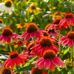 Fast Growing Trees See All Shrubs & Hedges Sombrero® Salsa Red Coneflower 11 Fast Growing Trees See All Shrubs & Hedges Sombrero® Salsa Red Coneflower