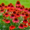 Fast Growing Trees See All Shrubs & Hedges Sombrero® Salsa Red Coneflower 1 Fast Growing Trees See All Shrubs & Hedges Sombrero® Salsa Red Coneflower
