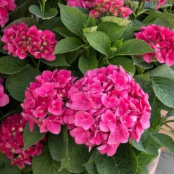 Fast Growing Trees Hydrangea Shrubs Red N' Pretty® Hydrangea Shrub