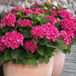 Fast Growing Trees Hydrangea Shrubs Red N' Pretty® Hydrangea Shrub