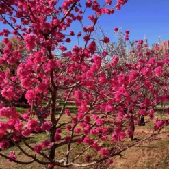 Fast Growing Trees Red Baron Peach Tree Peach Trees