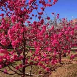 Fast Growing Trees Red Baron Peach Tree Peach Trees
