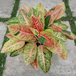 Fast Growing Trees Air Purifying House Plants Red Chinese Evergreen Plant