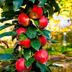 Fast Growing Trees Apple Trees North Pole Columnar Apple Tree
