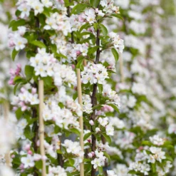 Fast Growing Trees Scarlet Sentinel Columnar Apple Tree