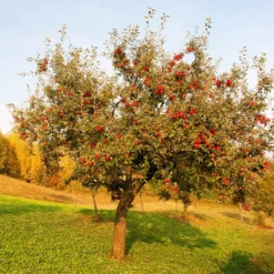 Fast Growing Trees Apple Trees Red Delicious Apple Tree 9 Fast Growing Trees Apple Trees Red Delicious Apple Tree