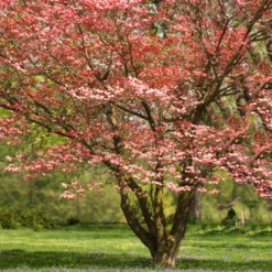 Fast Growing Trees Red Dogwood