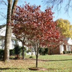 Fast Growing Trees Red Dogwood 9 Fast Growing Trees Red Dogwood