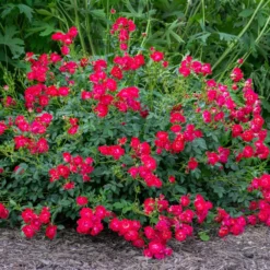 Fast Growing Trees Roses Red Drift® Rose