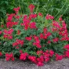 Fast Growing Trees Roses Red Drift® Rose