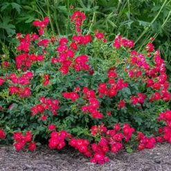 Fast Growing Trees Roses Red Drift® Rose