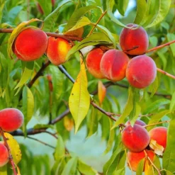 Fast Growing Trees Peach Trees Red Haven Peach Tree