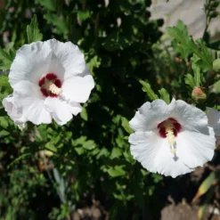 Fast Growing Trees See All Flowering Trees Red Heart Rose Of Sharon Althea Shrub